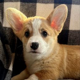 Cedar - Red male Pembroke Welsh Corgi puppy in Marshall, Missouri from The King’s Corgis