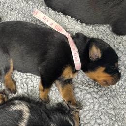 Black Female 1 - Black and rust female Beauceron puppy in Henderson, Nevada from Joie de Vie Beaucerons
