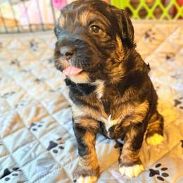 Presley - Black phantom female Aussiedoodle puppy in Fredonia, Pennsylvania from Drew’s Aussies & Doodles