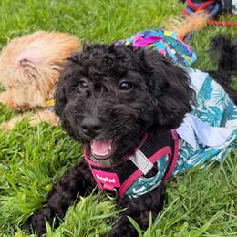 Faith - Black female Maltipoo puppy in Mahwah, New Jersey from Awwws-n-Pawws