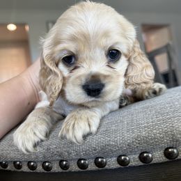 Cocker Spaniel Puppies from Aurora's Cocker Spaniels