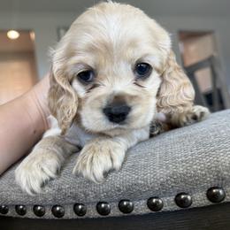 Cocker Spaniel Puppies from Aurora's Cocker Spaniels