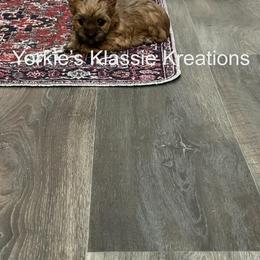 Esme - Gold female Yorkshire Terrier puppy in Dierks, Arkansas from Yorkie’s Klassie Kreations