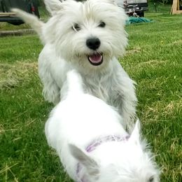 German Shepherds and West Highland White Terriers from Country Grove Breeding LLC