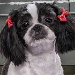 Shih Tzus from Southern Breeze Shih-Tzus