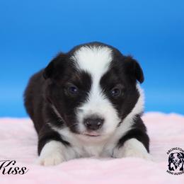 Kiss - Black tri female Miniature Australian Shepherd puppy in Weeki Wachee, Florida from Arlington's Mini Aussies