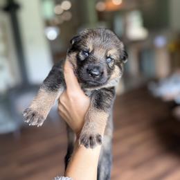 Lilac Girl - Sable female German Shepherd puppy in Rensselaer Falls, New York from Von Dem Flussufer