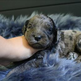 Winchester - Merle male Goldendoodle puppy in Missouri from Husky Hill Kennel