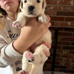 April (Purple) - Light golden female Golden Retriever puppy in Jacksonville, Florida from River City Golden Retrievers