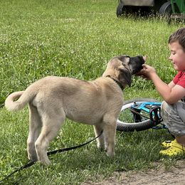 Kangal Puppies from Berecz Hollow Farm LLC