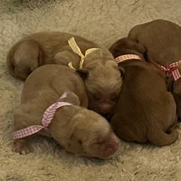 Pink Girl - Golden female Golden Retriever puppy in Shingle Springs, California from Sun Ridge Goldens