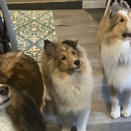 Shetland Sheepdogs and Shih Tzus from Jackie Dingess's Shih Tzu and Shetland Sheepdogs