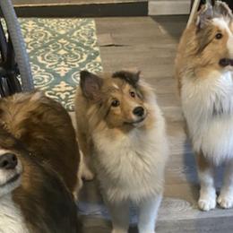 Shetland Sheepdogs and Shih Tzus from Jackie Dingess's Shih Tzu and Shetland Sheepdogs