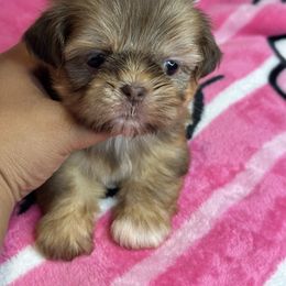 Klarity - Chocolate and tan female Shih Tzu puppy in Roseville, Michigan from Diamond Paws LLC