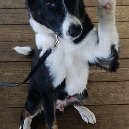 Border Collies from Hatfield Border Collies