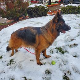 Kimber - German Shepherd