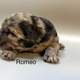 Romeo - Merle male Goldendoodle puppy in New Ringgold, Pennsylvania from Hawk Mountain Doodles