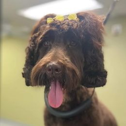 Ivy - Australian Labradoodle