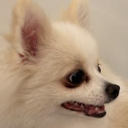 Pomeranians from Pomkins Family