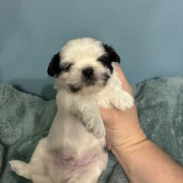 Spot - Black and white male Shih Tzu puppy in Hawthorne, Florida from Simply Southern Shihtzus