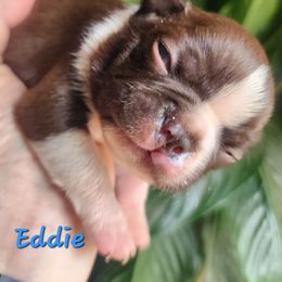 Eddie - Seal and white male Boston Terrier puppy in Lexington, Indiana from NanzBostz