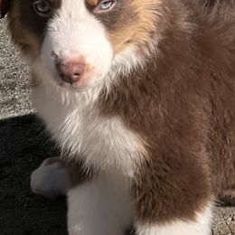 Miniature American Shepherd Puppies from Soul Stone Kennels