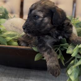 Twix 1800 Valentines Special - Grizzle male Sheepadoodle puppy in Cartersville, Georgia from Simply Blessed Doodles