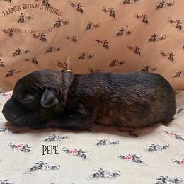 Pepe - Black male Schnoodle puppy in Sedalia, Missouri from Farmer Brown's Puppies