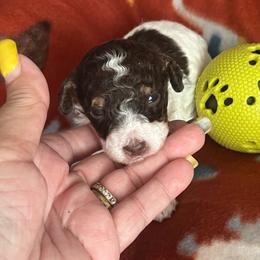 Benedict - Parti male Poodle puppy in Winter Haven, Florida from Herdez’s Poodles
