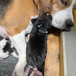 Blue - Black tan and white male Beagle puppy in Vallejo, California from Tailwindfarm
