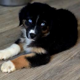 Espresso - Black tri-color female Australian Shepherd puppy in Albion, Michigan from Northern Lights Aussies (NL Aussies)
