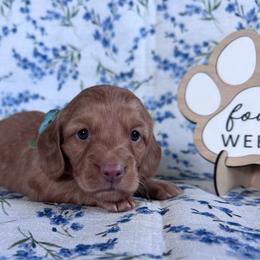 Annie - Red female Dachshund puppy in Dothan, Alabama from Little House Pups