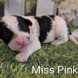 Miss Pink - Parti female Goldendoodle puppy in Lebanon, Pennsylvania from Robertson's Retrievers and Doodles