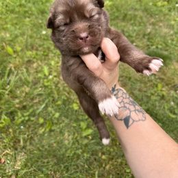 Boy 1 - Siberian Husky puppy in Jonesborough, Tennessee from Dry Creek Siberians