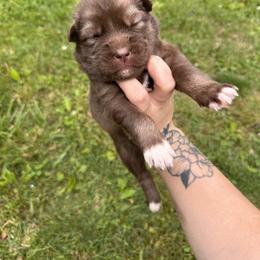 Boy 1 - Siberian Husky puppy in Jonesborough, Tennessee from Dry Creek Siberians