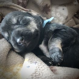 Miniature Schnauzer Puppies from MoonShadows Miniature Schnauzers