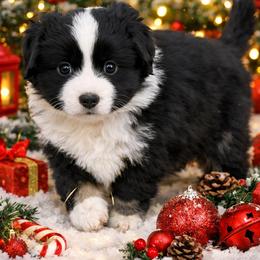 Rosemary - Black tri female Miniature American Shepherd puppy in Riverton, Utah from Iron Spirit Homestead & Aussies