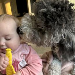 Aussiedoodle, Australian Mountain Doodle, Bernedoodle, and Poodle All Grown Up from Pear Tree Pups
