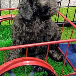 Twilight - Black female Poodle puppy in Neosho, Missouri from Star Light Pups