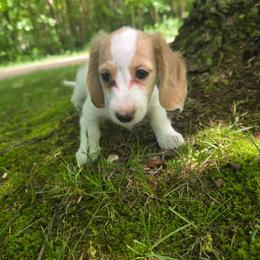 Maple - Piebald female Dachshund puppy in Grant, Michigan from Red Pyne Dashchuands
