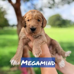 Megamind - Red  male Goldendoodle puppy in Rose Hill, North Carolina from Red Door Canines