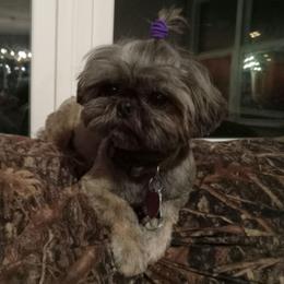 Kip - Shih Tzu