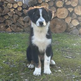 Cortado - Black tri-color female Australian Shepherd puppy in Redding, California from Drummond Aussies