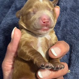 Scout - Brown male Cavapoo puppy in Bloomington, Illinois from Kauth Design Cavapoos