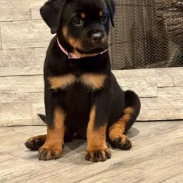Rottweiler Puppies from Von MK Rottweilers