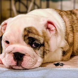 Belva - Red brindle and white female Bulldog puppy in Laurel, Montana from Bull Mountain Bulldogs