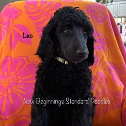 Brownie (Brown Collar) - Black male Poodle puppy in Mesa, Arizona from New Beginnings Standard Poodles
