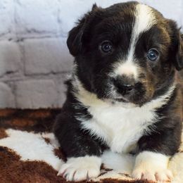 Kevin - Cardigan Welsh Corgi puppy from Star N Cardigan Corgis