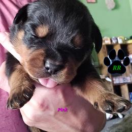 Pink - Black and mahogany female Rottweiler puppy in Tangent, Oregon from Raya's Royals