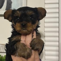 Orange Boy - Black and tan male Yorkshire Terrier puppy in Dahalonega, Georgia from C. D. K